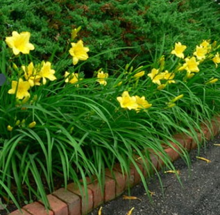 The Beauty and History of Daylilies Flowers